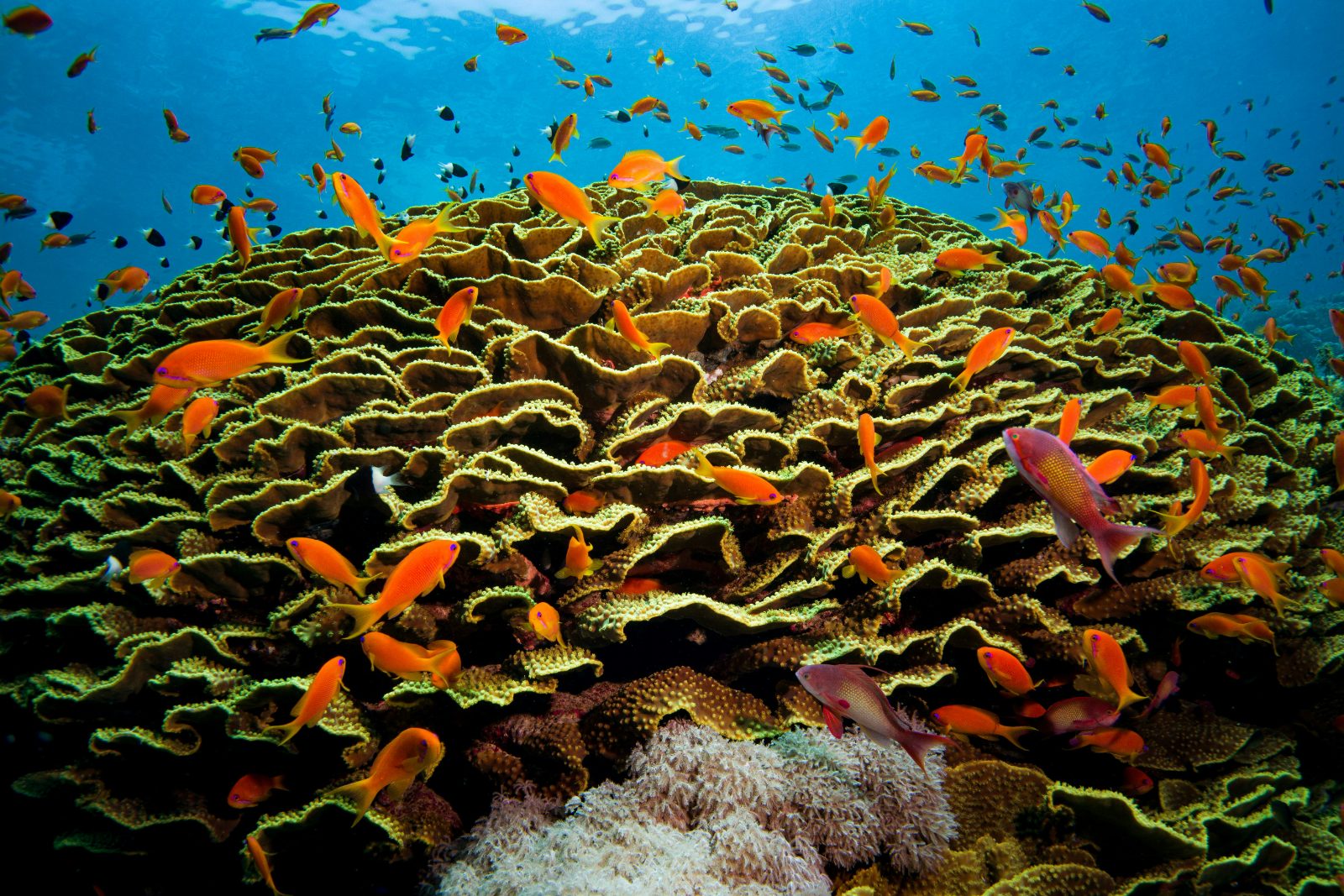 Red Sea coral reef