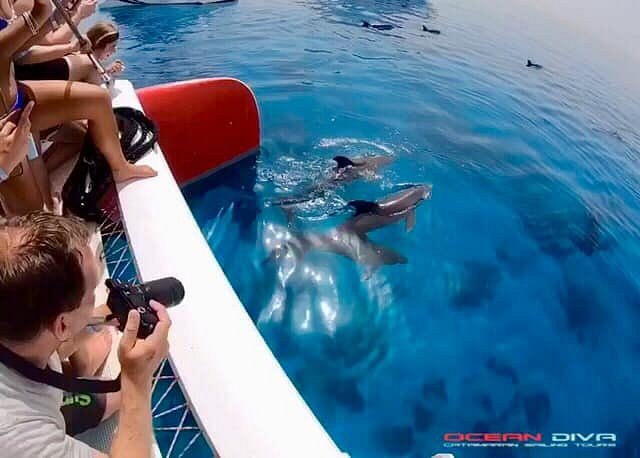 Dolphins alongside the catamaran